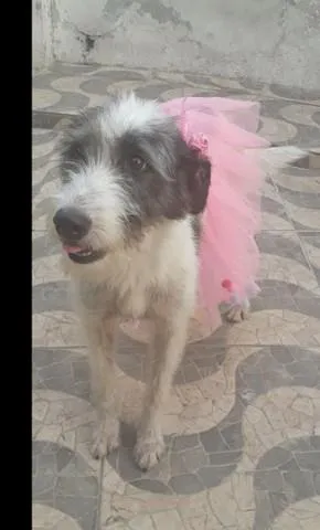 Cachorro ra a SRD-ViraLata idade 2 anos nome Nala