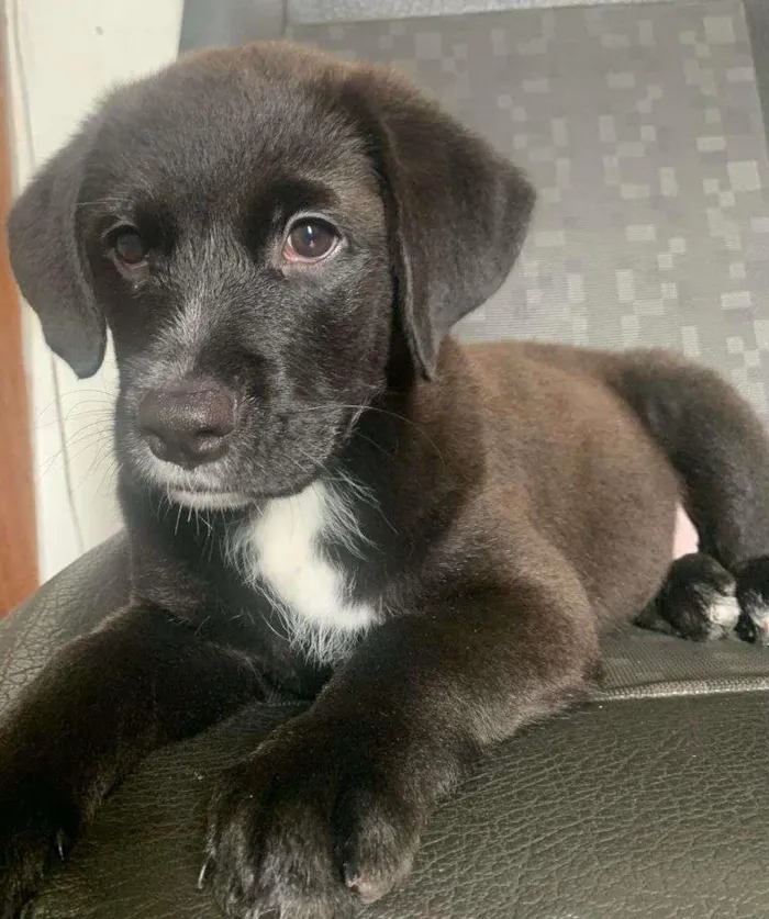 Cachorro ra a srd idade 2 a 6 meses nome Bombom