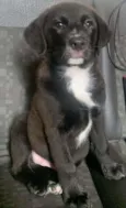 Bombom