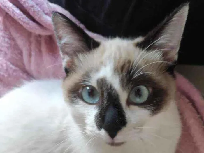 Gato raça SRD  idade 2 a 6 meses nome Sandy 