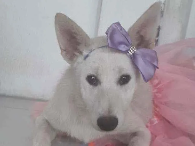 Cachorro ra a SRD idade 7 a 11 meses nome Lara