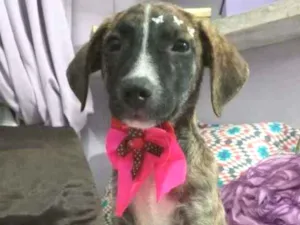 Cachorro raça srd idade 2 a 6 meses nome Liz