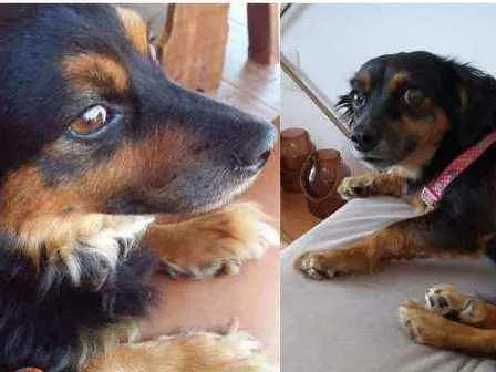 Cachorro raça Vira lata  idade 6 ou mais anos nome Pretinha