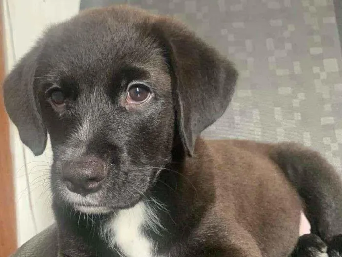 Cachorro ra a srd idade 2 a 6 meses nome Bombom