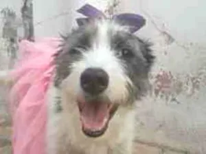 Cachorro raça SRD-ViraLata idade 2 anos nome Nala