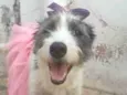 Nala