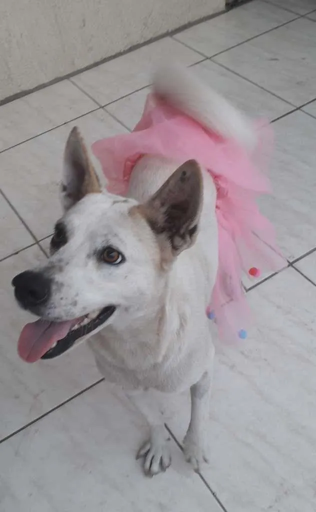 Cachorro ra a SRD-ViraLata idade 2 anos nome Zoe