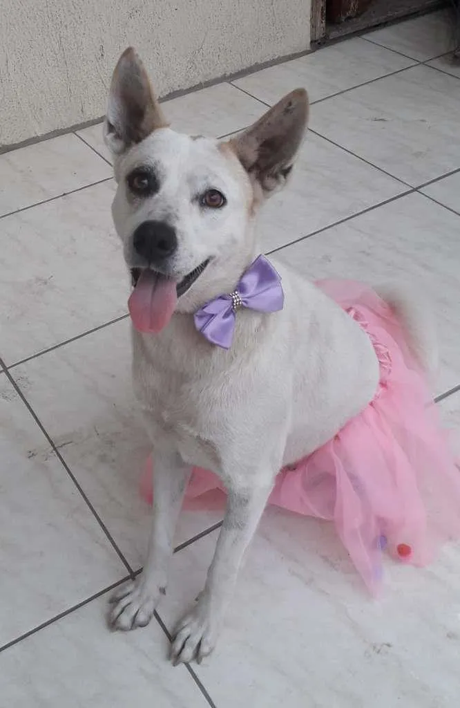 Cachorro ra a SRD-ViraLata idade 2 anos nome Zoe