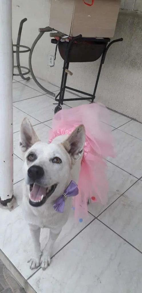 Cachorro ra a SRD-ViraLata idade 2 anos nome Zoe