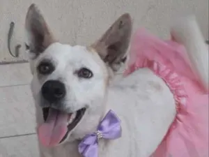 Cachorro raça SRD-ViraLata idade 2 anos nome Zoe