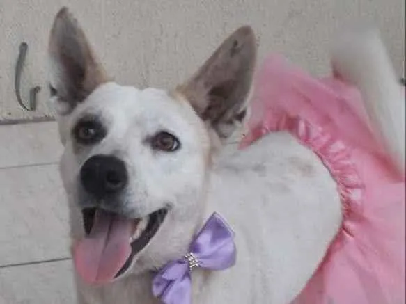 Cachorro ra a SRD-ViraLata idade 2 anos nome Zoe