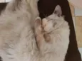 Lolita