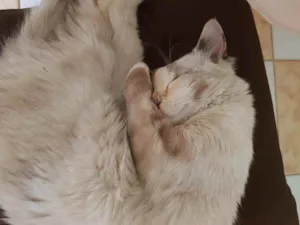 Gato raça Angorá  idade 2 a 6 meses nome Lolita