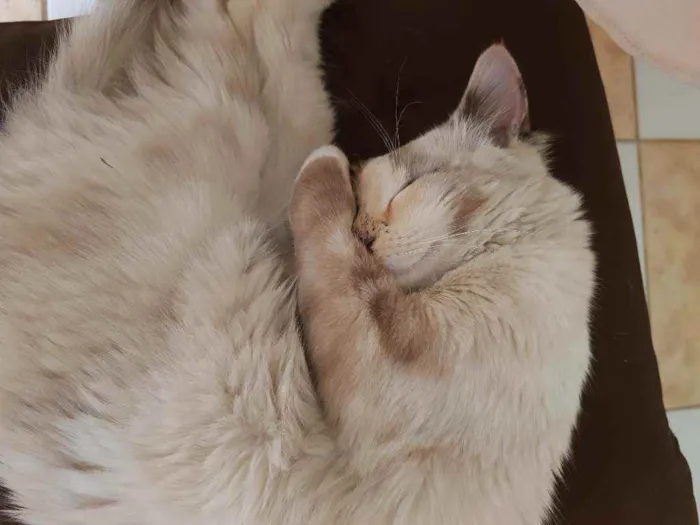 Gato ra a Angorá  idade 2 a 6 meses nome Lolita
