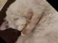 Lolita