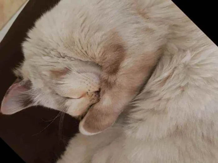 Gato ra a Angorá  idade 2 a 6 meses nome Lolita