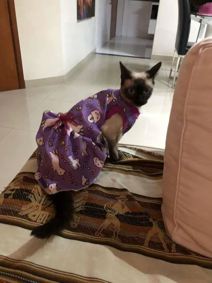 Gato ra a SRD idade 2 a 6 meses nome BALI