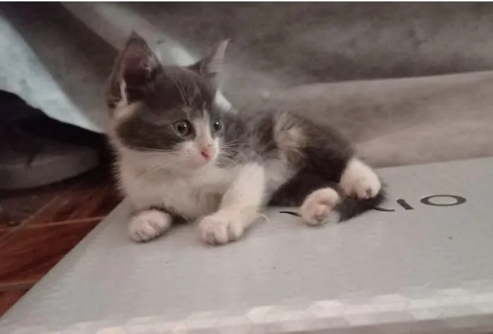 Gato raça Não-definida idade Abaixo de 2 meses nome Sem nome
