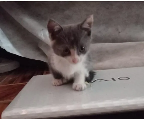 Gato raça Não-definida idade Abaixo de 2 meses nome Sem nome