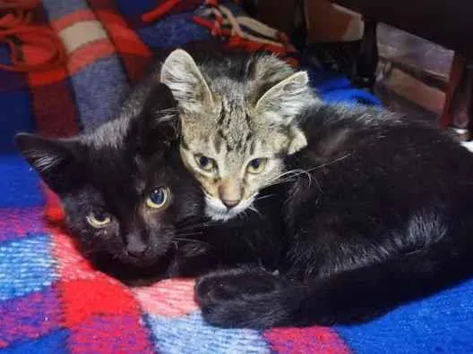 Gato raça SRD-ViraLata idade 2 a 6 meses nome Yasmin&Pocahontas