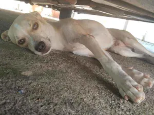 Cachorro raça Viralata idade 2 anos nome Rabicó