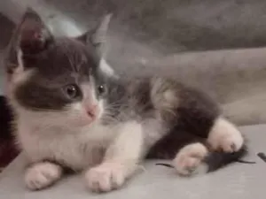 Gato raça Não-definida idade Abaixo de 2 meses nome Sem nome