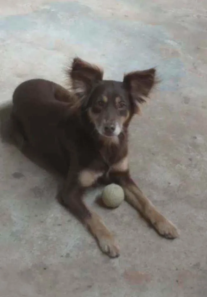 Cachorro ra a Vira lata idade 6 ou mais anos nome Pandora