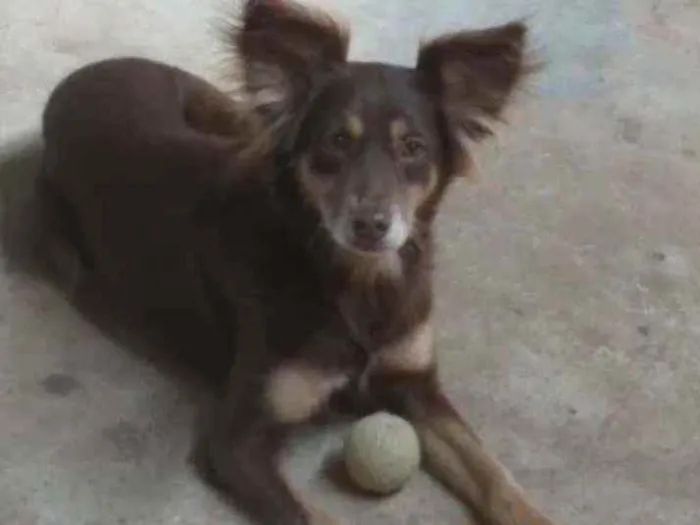 Cachorro ra a Vira lata idade 6 ou mais anos nome Pandora