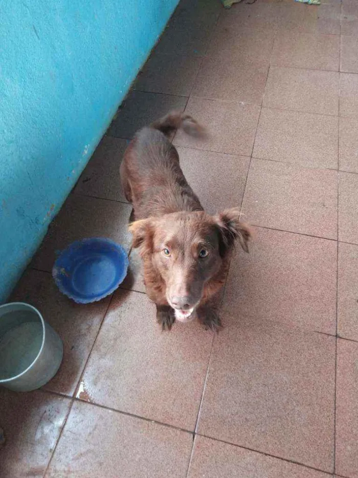 Cachorro raça Não sei idade 5 anos nome Susy