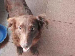 Cachorro raça Não sei idade 5 anos nome Susy