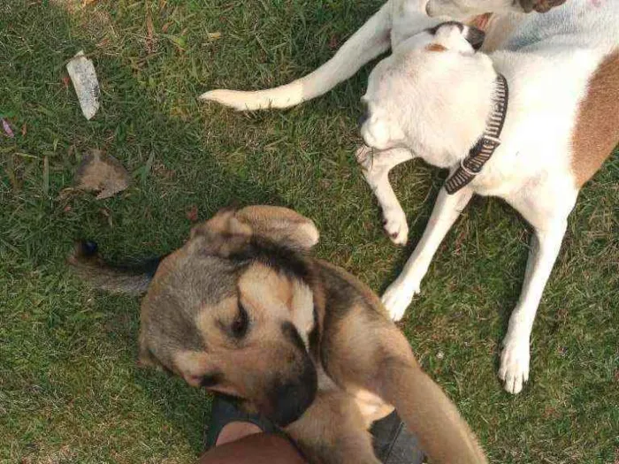 Cachorro ra a Não sei idade 1 ano nome Faísca e branca