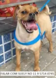 Cachorro raça SRD-ViraLata idade 2 anos nome Léo