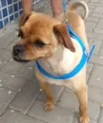 Cachorro raça SRD-ViraLata idade 2 anos nome Léo