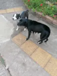 São dois cães
