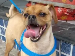 Cachorro raça SRD-ViraLata idade 2 anos nome Léo
