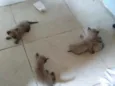 Lufi,Ace,Apolo,L