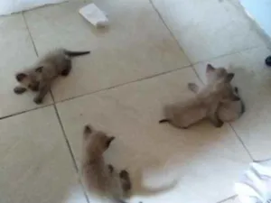 Gato raça Siamês  idade Abaixo de 2 meses nome Lufi,Ace,Apolo,L