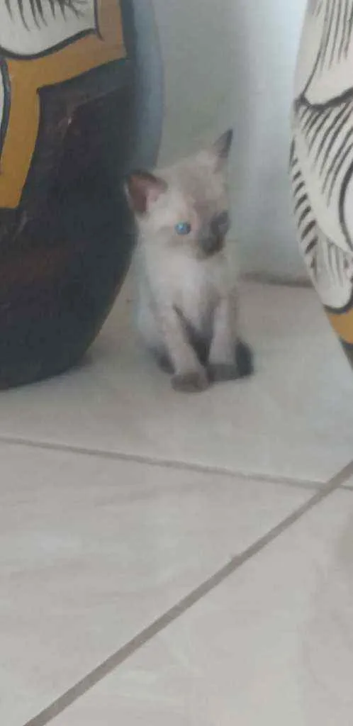 Gato raça Siamês  idade Abaixo de 2 meses nome Lufi,Ace,Apolo,L