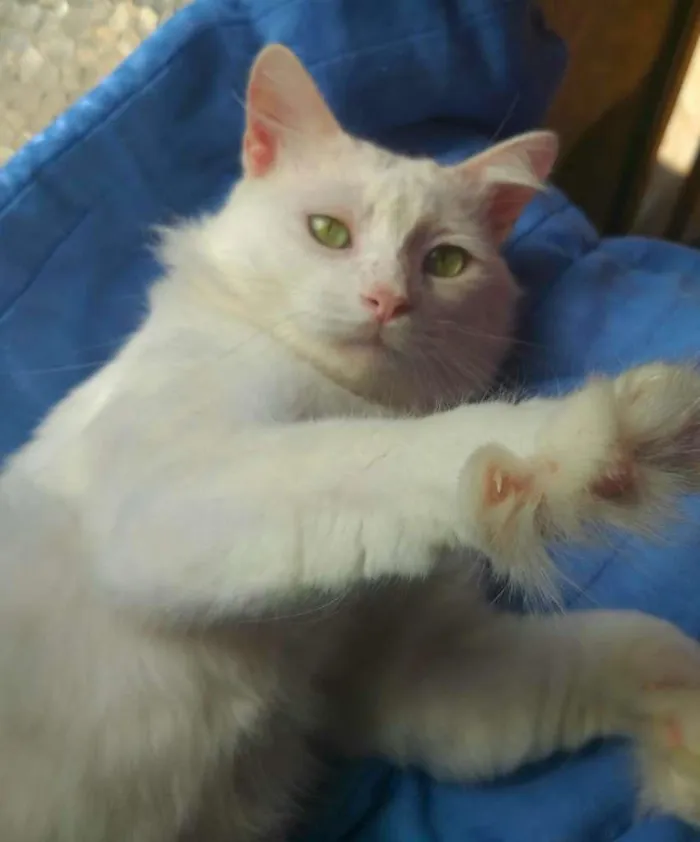 Gato ra a SRD-ViraLata idade 7 a 11 meses nome ALGODÃO