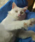 ALGODÃO