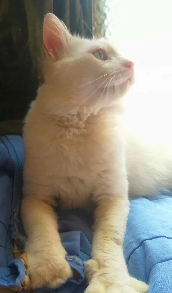 Gato ra a SRD-ViraLata idade 7 a 11 meses nome ALGODÃO