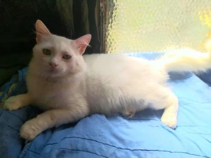 Gato ra a SRD-ViraLata idade 7 a 11 meses nome ALGODÃO