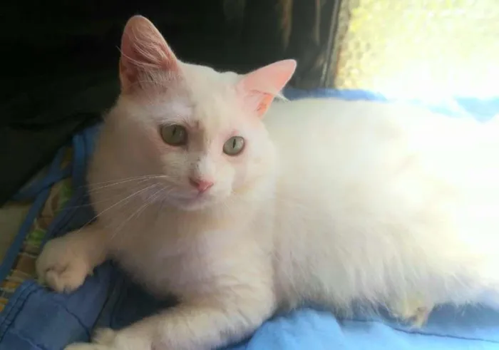 Gato ra a SRD-ViraLata idade 7 a 11 meses nome ALGODÃO
