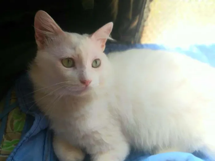 Gato ra a SRD-ViraLata idade 7 a 11 meses nome ALGODÃO