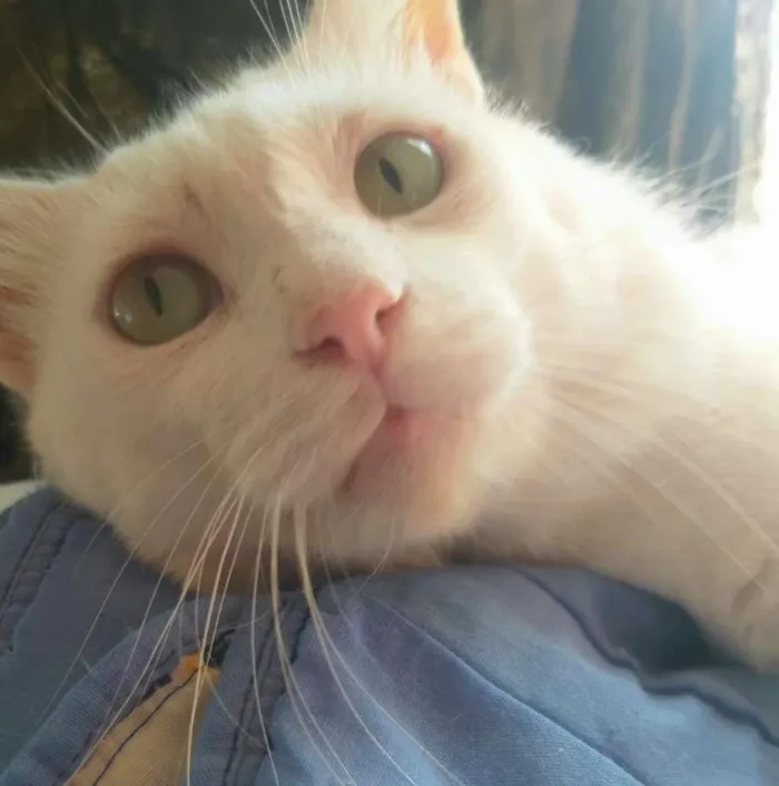 Gato ra a SRD-ViraLata idade 7 a 11 meses nome ALGODÃO