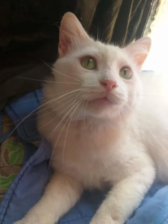 Gato ra a SRD-ViraLata idade 7 a 11 meses nome ALGODÃO