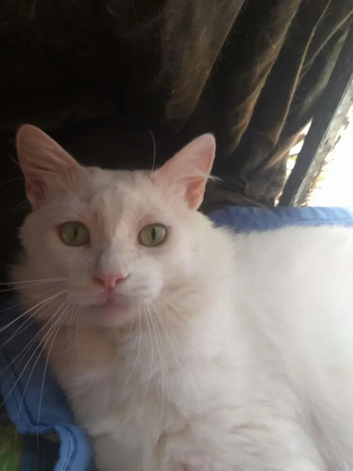 Gato ra a SRD-ViraLata idade 7 a 11 meses nome ALGODÃO