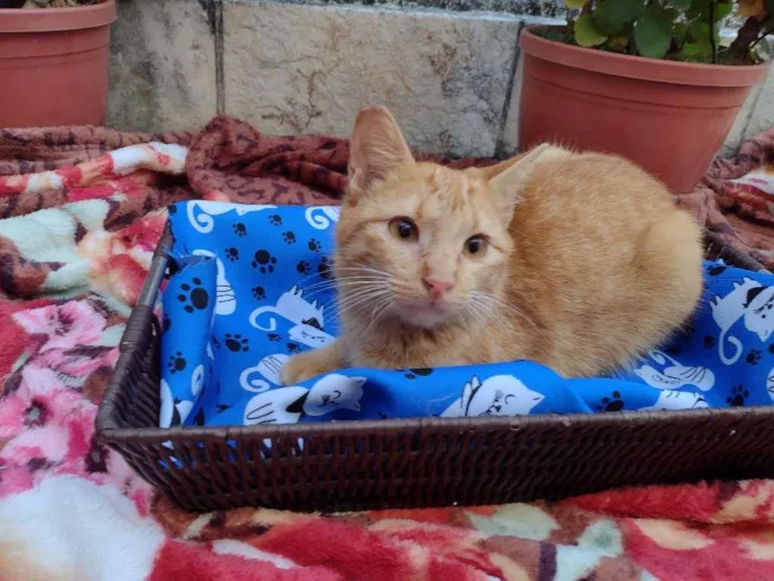 Gato ra a SRD-ViraLata idade 7 a 11 meses nome BABI