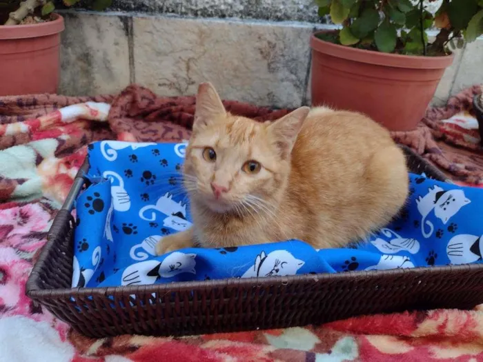 Gato ra a SRD-ViraLata idade 7 a 11 meses nome BABI