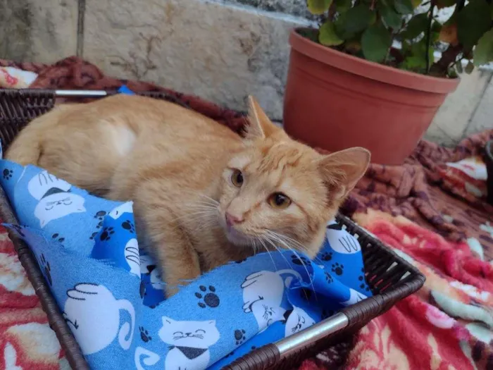 Gato ra a SRD-ViraLata idade 7 a 11 meses nome BABI